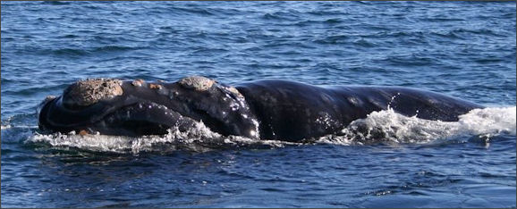 20120522-right whaleSouthern_right_whale6.jpg
